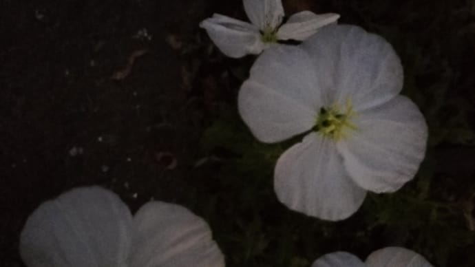 月見草