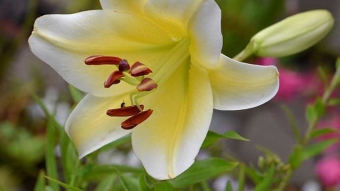 ユリの花 2023 (4)オリエンタルユリの「コンカドール」