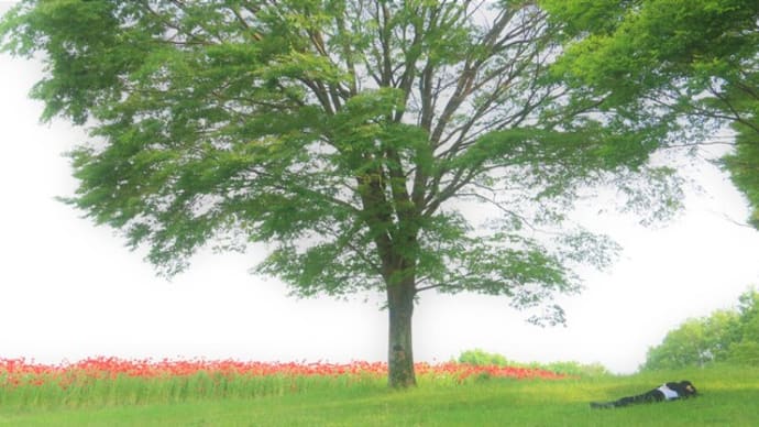 昭和記念公園の続きです