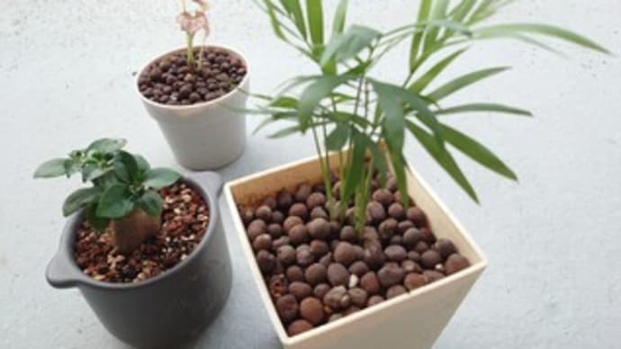 グリーングリーン 🌱