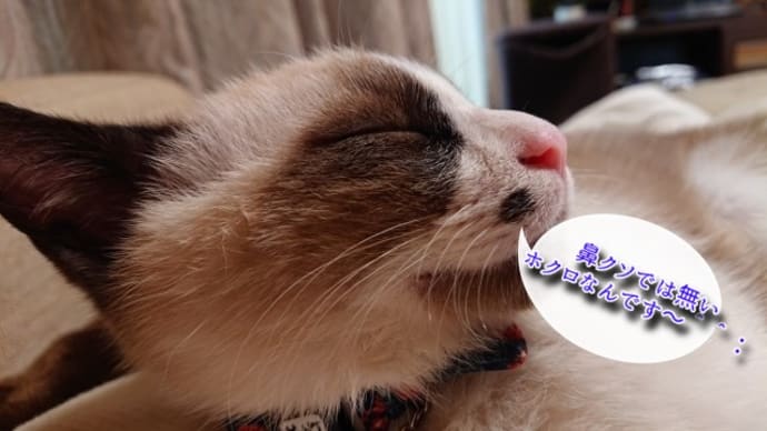 gooブログ(goo blog) ハッシュタグ-ホクロ猫#スノーシュー