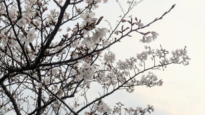 桜の咲き具合。