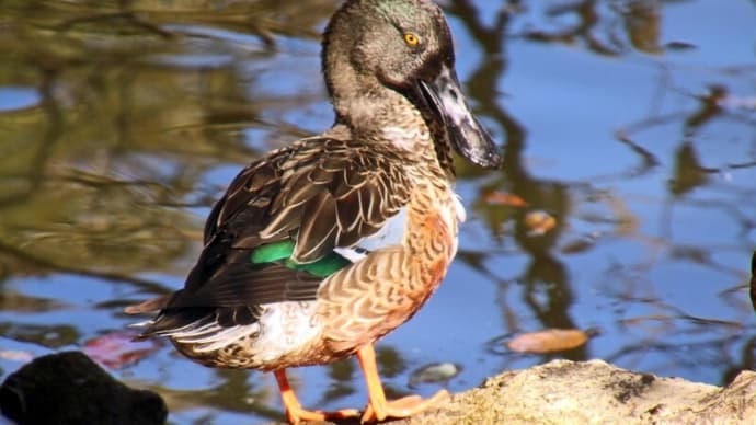 印旛沼~坂田ヶ池~本埜白鳥の郷などの野鳥