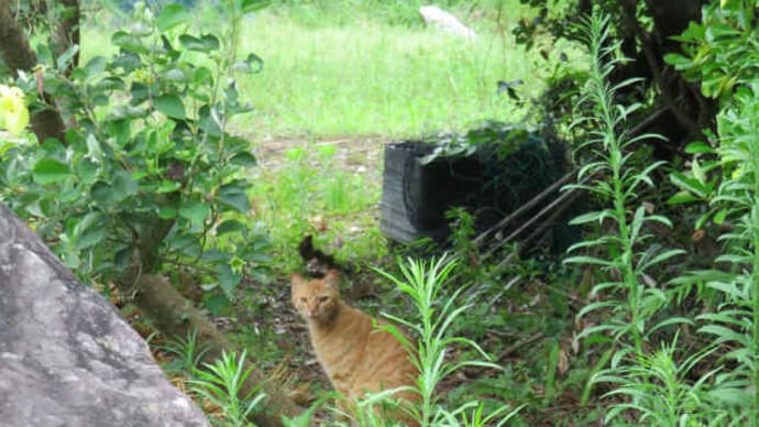 散歩で猫-1 3/1