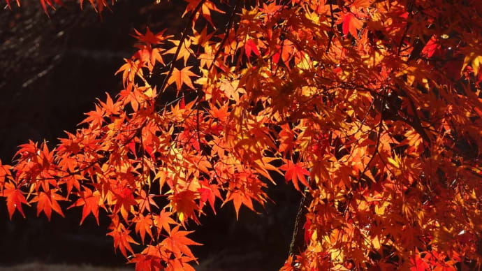 安祥城址公園の紅葉