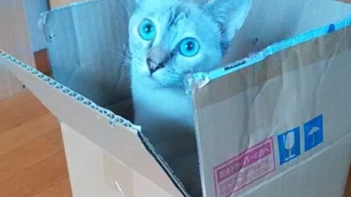箱入り娘にゃんこ その2 白ねこ危機一髪