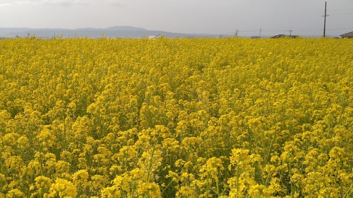 弥生三月「山の辺の道」の菜の花畑、竹之内環濠(カンゴウ)集落辺りで