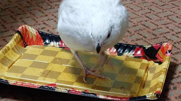 こたつのローリー (^.^)