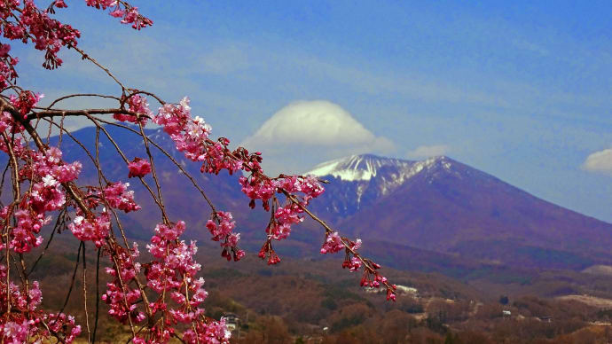 小諸・飯綱山公園で小諸八重紅枝垂などの桜を撮る