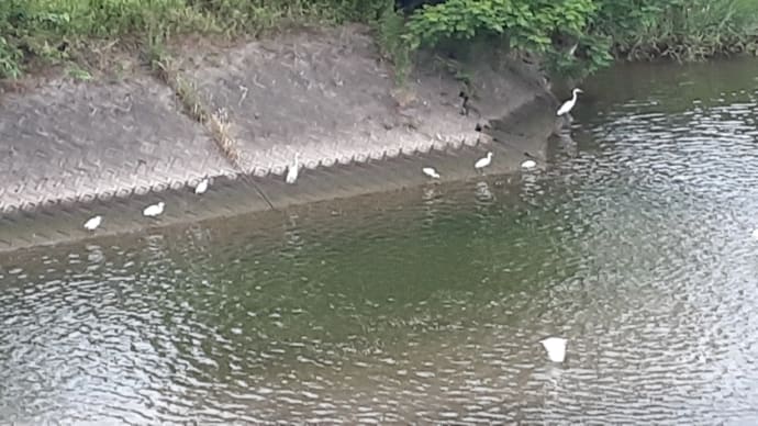 本日のヒメヒイラギ