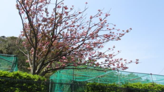 八重桜