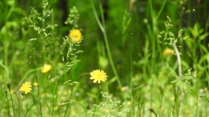 植物は肥料を必要としない!(自然の栽培が自然)