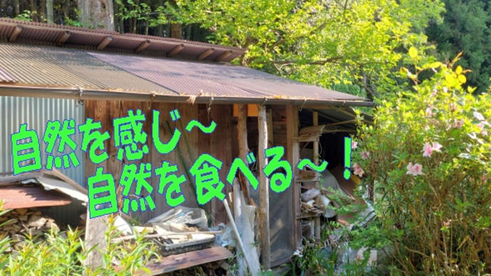 山口県の海の幸~自然を感じ自然を食べるパート3