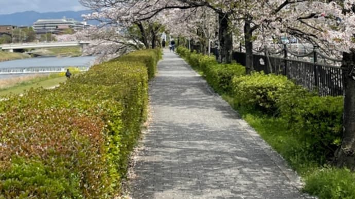鴨川の桜　満開