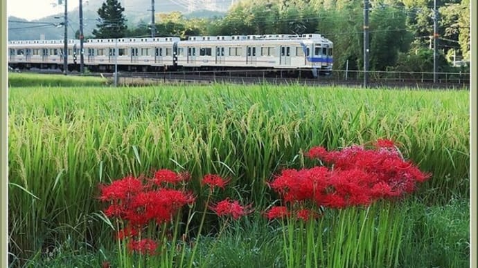 ヒガンバナと電車(2023.09 No.14)