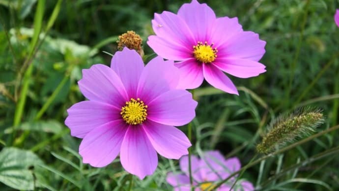 長居植物園のコスモス、フジバカマ、イナゴマメの花