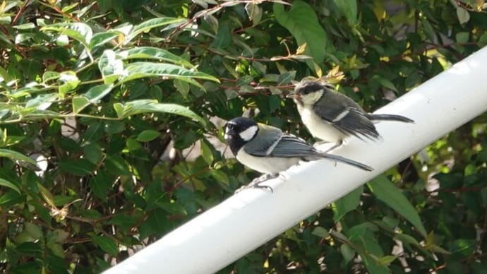 シジュウカラ親子と出会って🐥