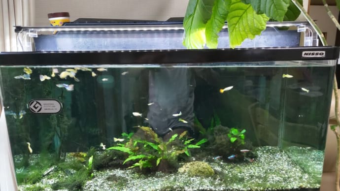 10年生存の熱帯魚たち