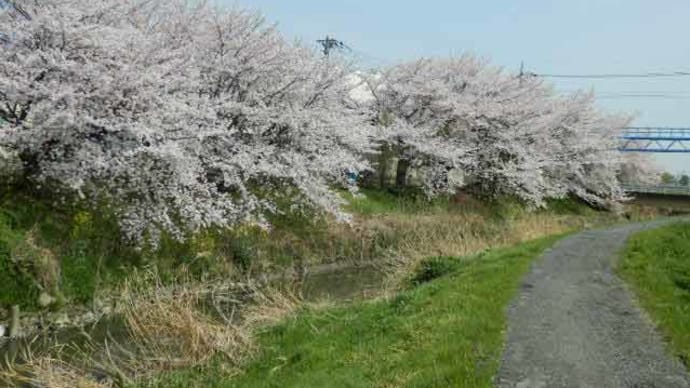 九十川の桜