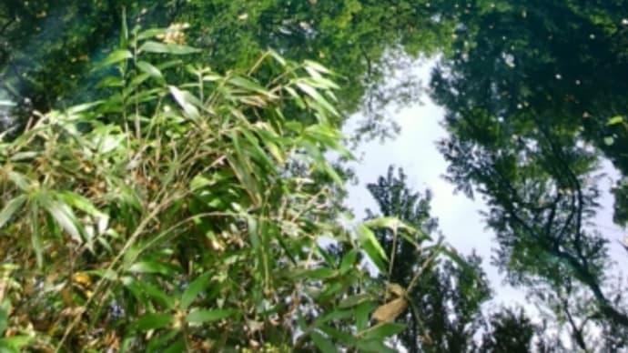 白神山地十二湖 青池