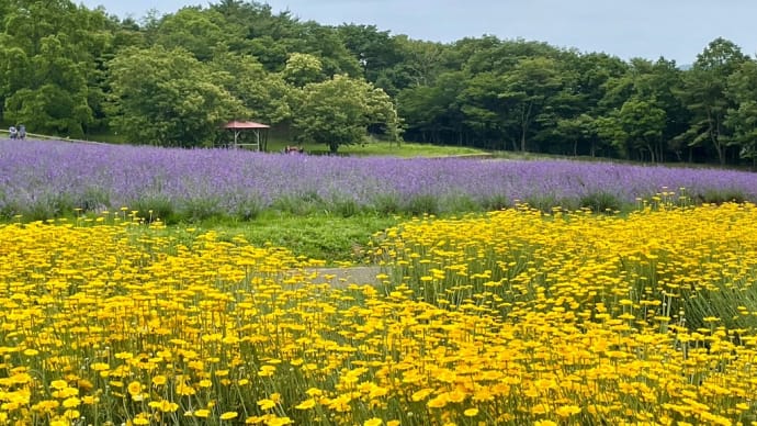 高原の夏はラベンダー色