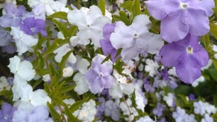 庭の花達