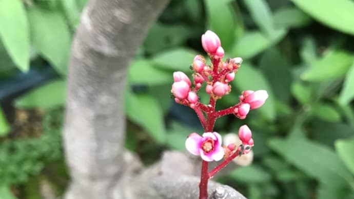 ゴレンシ(スターフルーツ)@大阪市鶴見区