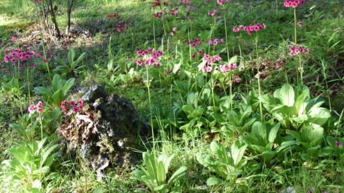 英国大使館別荘でクリン草の赤と白色の花たち 8