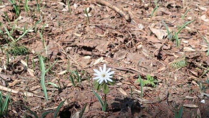北大構内春の花