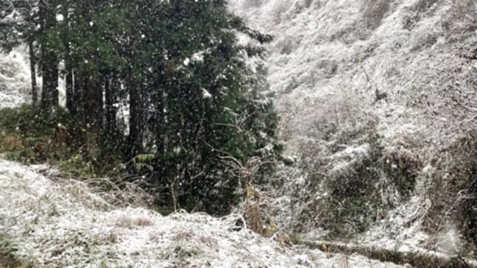 雪が降りました