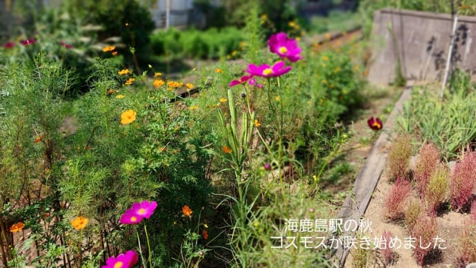暑いけど 秋色に