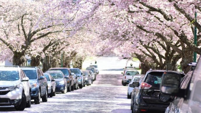 「世界の桜③」バンクーバー~写真と短歌で綴る世界文化紀行