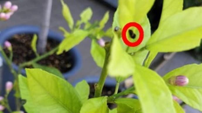 油断していたらレモンの樹にアゲハの幼虫が
