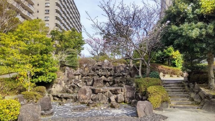 サクラ:マンション(健康の広場)ー咲き始めました