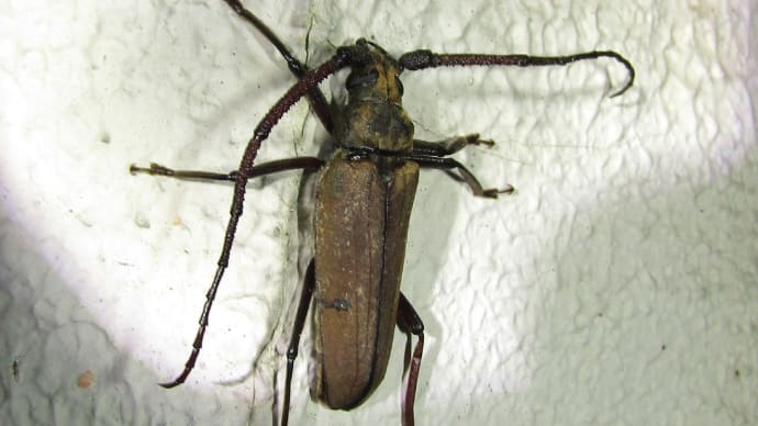 ウスバカミキリ20200730・0811