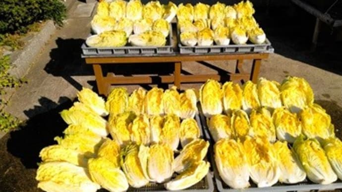 白菜の漬け込み 31kg