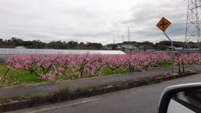 今年の桜は寿命が長い