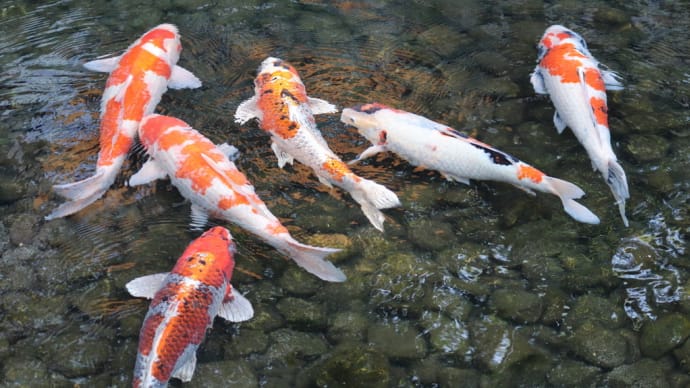 後楽園の生き物たち
