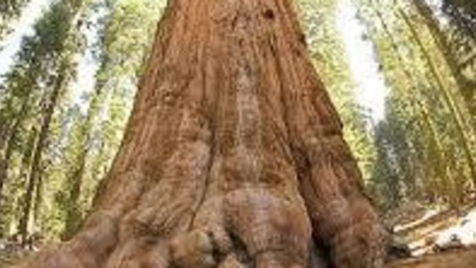 最も大きな樹ジャイアントセコイア