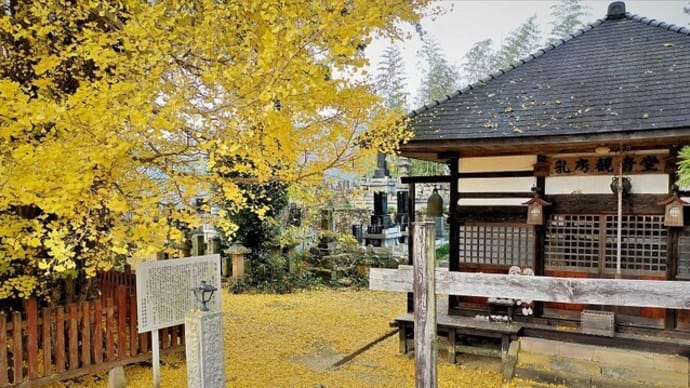 小立野乳房イチョウの風景