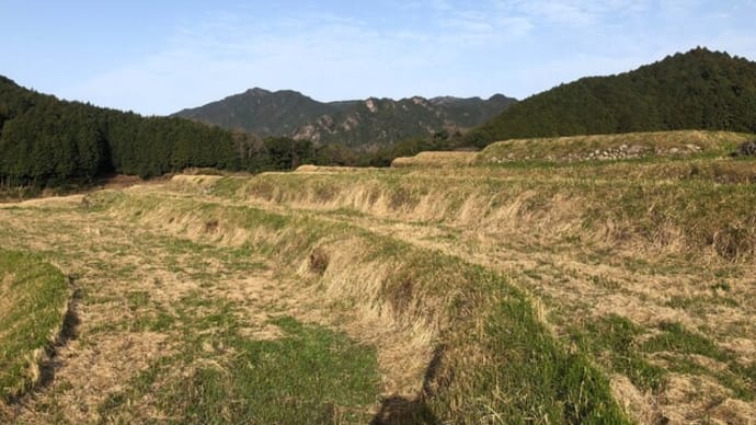 ミツマタの園 イン 坂本棚田