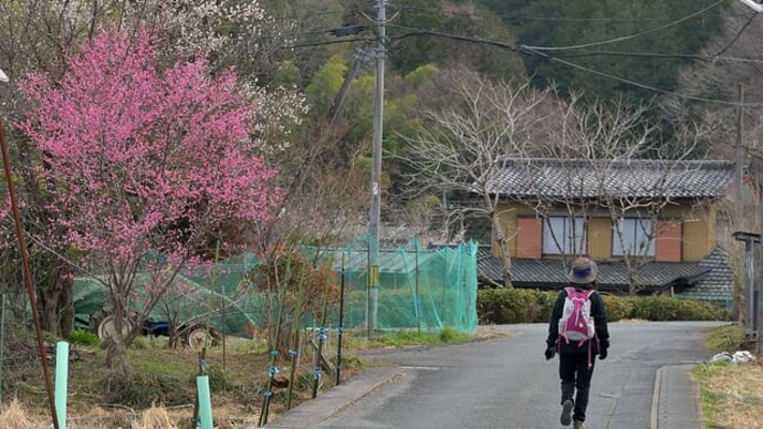 弟富士山