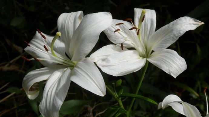 梅雨入り前の白い花々（その２）