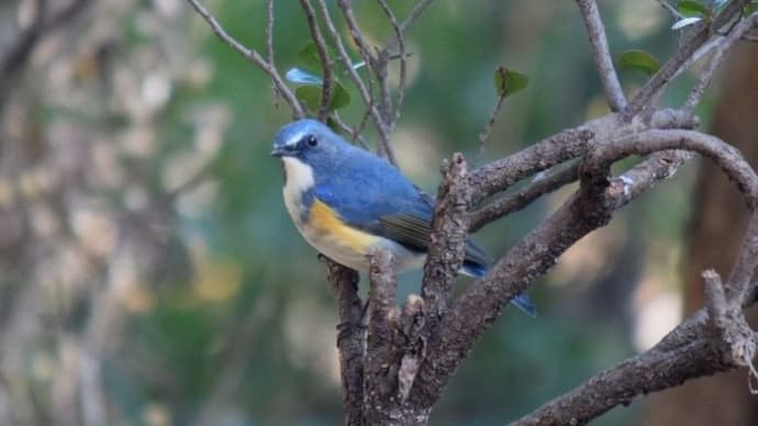 青い鳥