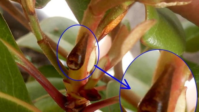 卵、蛹、カイガラムシ、それとも・・・?