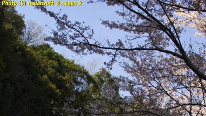 去年の桜ネタ(2023年4月1日) 第３弾、泉佐野市「新滝の池」の桜