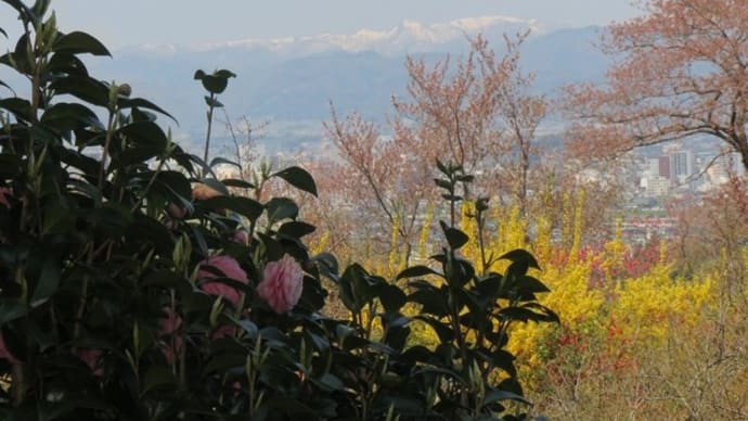 花見山の桜