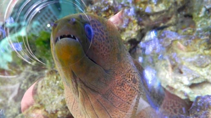 ウツボ