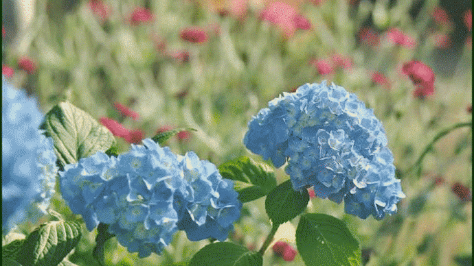 6月に成ると爺やんちの庭で、今年は昨年よりも早めに「紫陽花」の花が咲き始めて・・・