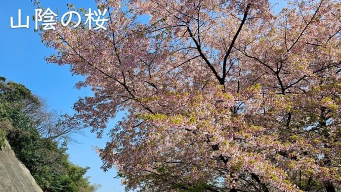 山陰の桜　3月15日